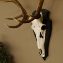 Rothirschgeweih ung. 10 ender Hirsch Höhe 107 cm Hirschgeweih Geweih Trophäenschild 70.1018
