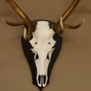 Rothirschgeweih ung. 10 ender Hirsch Höhe 107 cm Hirschgeweih Geweih Trophäenschild 70.1018