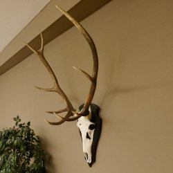 Rothirschgeweih ung. 10 ender Hirsch Höhe 107 cm Hirschgeweih Geweih Trophäenschild 70.1018