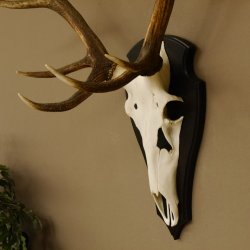 Rothirschgeweih ung. 10 ender Hirsch Höhe 107 cm Hirschgeweih Geweih Trophäenschild 70.1018