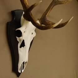 Rothirschgeweih ung. 10 ender Hirsch Höhe 107 cm Hirschgeweih Geweih Trophäenschild 70.1018