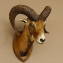 Mufflon (Ovis gmelini musimon) Präparat HL 68,5 cm...