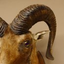 Mufflon (Ovis gmelini musimon) Präparat HL 68,5 cm Kopf Schulter Haupt 85.12.90