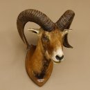 Mufflon (Ovis gmelini musimon) Präparat HL 68,5 cm Kopf Schulter Haupt 85.12.90