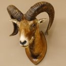 Mufflon (Ovis gmelini musimon) Präparat HL 68,5 cm Kopf Schulter Haupt 85.12.90