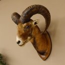 Mufflon (Ovis gmelini musimon) Präparat HL 68,5 cm Kopf Schulter Haupt 85.12.90