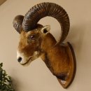 Mufflon (Ovis gmelini musimon) Präparat HL 68,5 cm Kopf Schulter Haupt 85.12.90