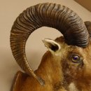 Mufflon (Ovis gmelini musimon) Präparat HL 68,5 cm Kopf Schulter Haupt 85.12.90