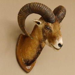 Mufflon (Ovis gmelini musimon) Präparat HL 68,5 cm Kopf Schulter Haupt 85.12.90