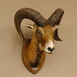 Mufflon (Ovis gmelini musimon) Präparat HL 68,5 cm Kopf Schulter Haupt 85.12.90