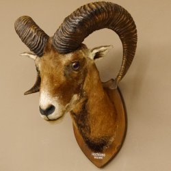 Mufflon (Ovis gmelini musimon) Präparat HL 68,5 cm Kopf Schulter Haupt 85.12.90