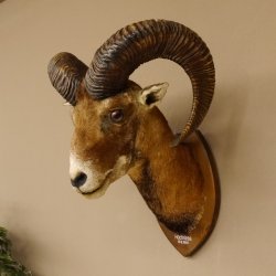 Mufflon (Ovis gmelini musimon) Präparat HL 68,5 cm Kopf Schulter Haupt 85.12.90