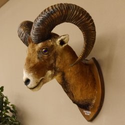 Mufflon (Ovis gmelini musimon) Präparat HL 68,5 cm Kopf Schulter Haupt 85.12.90