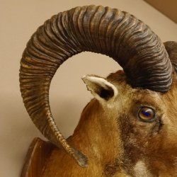 Mufflon (Ovis gmelini musimon) Präparat HL 68,5 cm Kopf Schulter Haupt 85.12.90