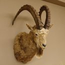 Sibirischer Steinbock Kopfpräparat Kopf Schulter...
