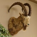 Sibirischer Steinbock Kopfpräparat Kopf Schulter Präparat HL 104 cm mit Herkunftsnachweis
