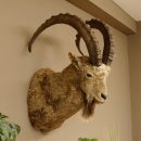Sibirischer Steinbock Kopfpräparat Kopf Schulter Präparat HL 104 cm mit Herkunftsnachweis