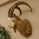 Sibirischer Steinbock Kopfpräparat Kopf Schulter Präparat HL 104 cm mit Herkunftsnachweis