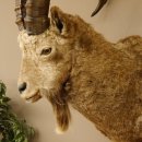 Sibirischer Steinbock Kopfpräparat Kopf Schulter Präparat HL 104 cm mit Herkunftsnachweis