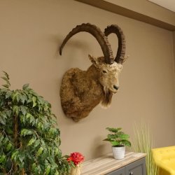 Sibirischer Steinbock Kopfpräparat Kopf Schulter Präparat HL 104 cm mit Herkunftsnachweis