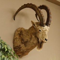 Sibirischer Steinbock Kopfpräparat Kopf Schulter Präparat HL 104 cm mit Herkunftsnachweis
