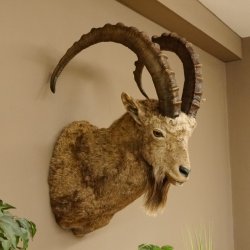Sibirischer Steinbock Kopfpräparat Kopf Schulter Präparat HL 104 cm mit Herkunftsnachweis