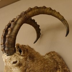 Sibirischer Steinbock Kopfpräparat Kopf Schulter Präparat HL 104 cm mit Herkunftsnachweis