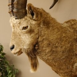 Sibirischer Steinbock Kopfpräparat Kopf Schulter Präparat HL 104 cm mit Herkunftsnachweis