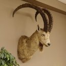 Sibirischer Steinbock Kopfpräparat Kopf Schulter Präparat HL 107 cm mit Herkunftsnachweis