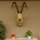 Sibirischer Steinbock Kopfpräparat Kopf Schulter Präparat HL 107 cm mit Herkunftsnachweis