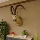 Sibirischer Steinbock Kopfpräparat Kopf Schulter Präparat HL 107 cm mit Herkunftsnachweis