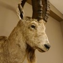 Sibirischer Steinbock Kopfpräparat Kopf Schulter Präparat HL 107 cm mit Herkunftsnachweis