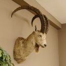 Sibirischer Steinbock Kopfpräparat Kopf Schulter Präparat HL 107 cm mit Herkunftsnachweis