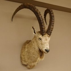 Sibirischer Steinbock Kopfpräparat Kopf Schulter Präparat HL 107 cm mit Herkunftsnachweis
