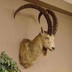 Sibirischer Steinbock Kopfpräparat Kopf Schulter Präparat HL 107 cm mit Herkunftsnachweis