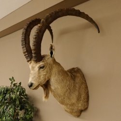 Sibirischer Steinbock Kopfpräparat Kopf Schulter Präparat HL 107 cm mit Herkunftsnachweis