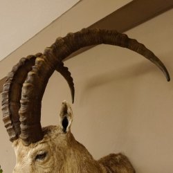 Sibirischer Steinbock Kopfpräparat Kopf Schulter Präparat HL 107 cm mit Herkunftsnachweis