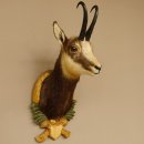 Gams Gamshaupt Gemse Schlauchlänge 24 cm Kopf...