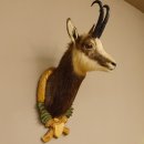 Gams Gamshaupt Gemse Schlauchlänge 24 cm Kopf Präparat Haupt auf Trophäenschild 85.13.66