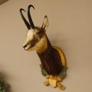 Gams Gamshaupt Gemse Schlauchlänge 24 cm Kopf Präparat Haupt auf Trophäenschild 85.13.66