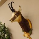 Gams Gamshaupt Gemse Schlauchlänge 24 cm Kopf Präparat Haupt auf Trophäenschild 85.13.66
