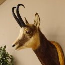 Gams Gamshaupt Gemse Schlauchlänge 24 cm Kopf Präparat Haupt auf Trophäenschild 85.13.66