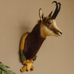 Gams Gamshaupt Gemse Schlauchlänge 24 cm Kopf Präparat Haupt auf Trophäenschild 85.13.66