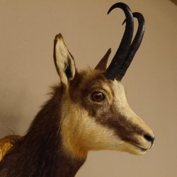Gams Gamshaupt Gemse Schlauchlänge 24 cm Kopf Präparat Haupt auf Trophäenschild 85.13.66