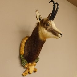 Gams Gamshaupt Gemse Schlauchlänge 24 cm Kopf Präparat Haupt auf Trophäenschild 85.13.66