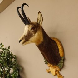 Gams Gamshaupt Gemse Schlauchlänge 24 cm Kopf Präparat Haupt auf Trophäenschild 85.13.66