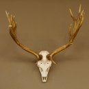 Damhirsch imposantes Geweih Höhe 68 cm Dam Hirsch Hirschgeweih 72.534