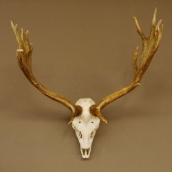 Damhirsch imposantes Geweih Höhe 68 cm Dam Hirsch Hirschgeweih 72.534