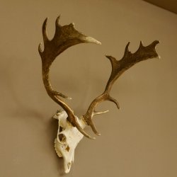 Damhirsch Geweih Höhe 64 cm Dam Hirsch Hirschgeweih 72.535