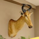 Hartebeest Lichtenstein Kuh Antilope Kopf Präparat...